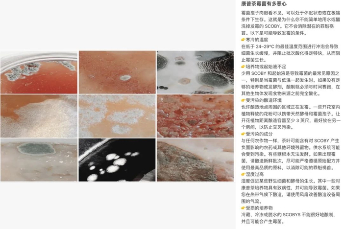 图源：小红书@FermentNBrew