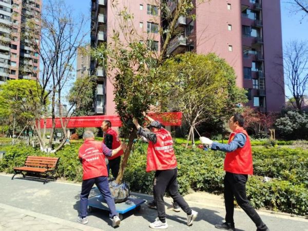 天来汇景小区党支部联动党员、微网格员、志愿者、物业、居民，手抬肩扛将70余棵树木、500余株苗木栽在花园内