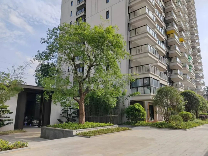 大门后的朴树已有百年树龄。实景图