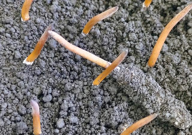 宜都东阳光公司养育的冬虫夏草。 澎湃新闻记者 王岱玉 图