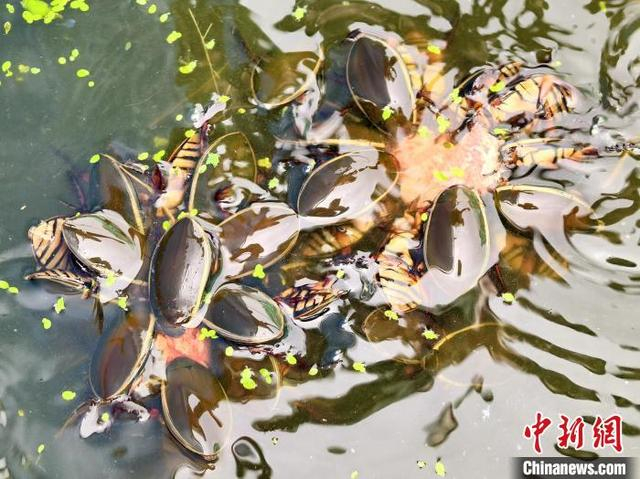 4月13日，广东台山市，养殖池里龙虱进食的场景。李晓春摄