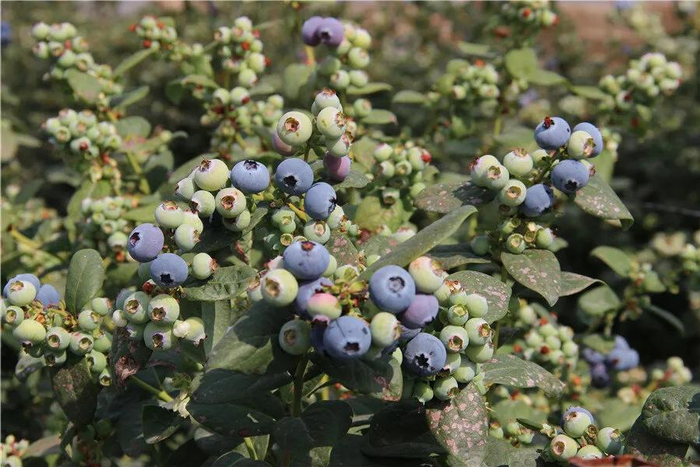 蒙自蓝莓。资料图