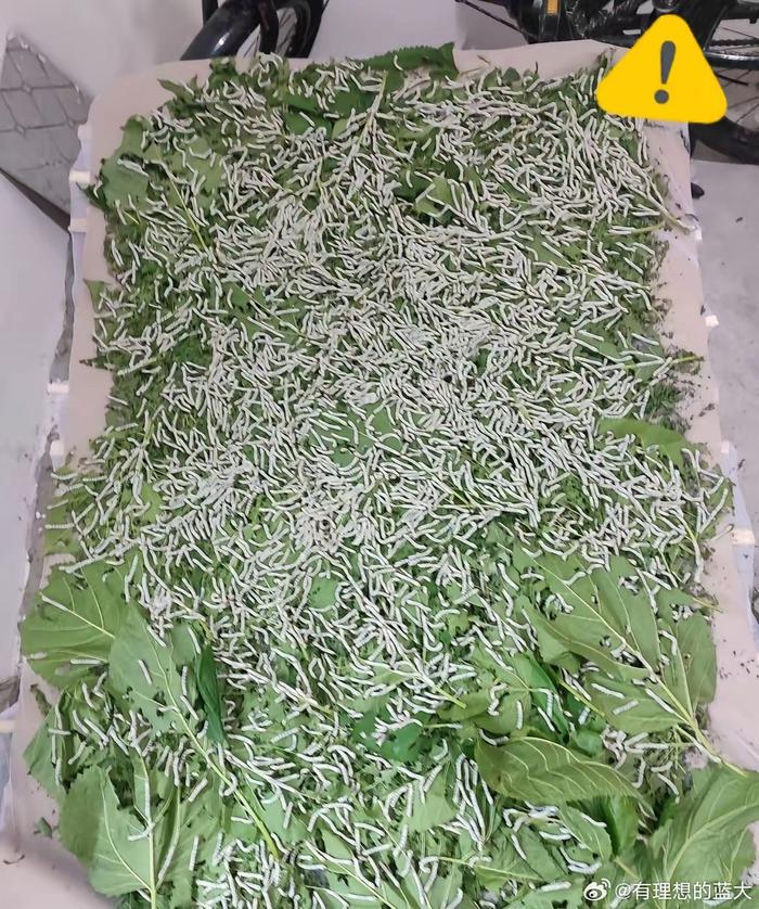 我家孩子心血来潮，网购了 500 颗蚕卵