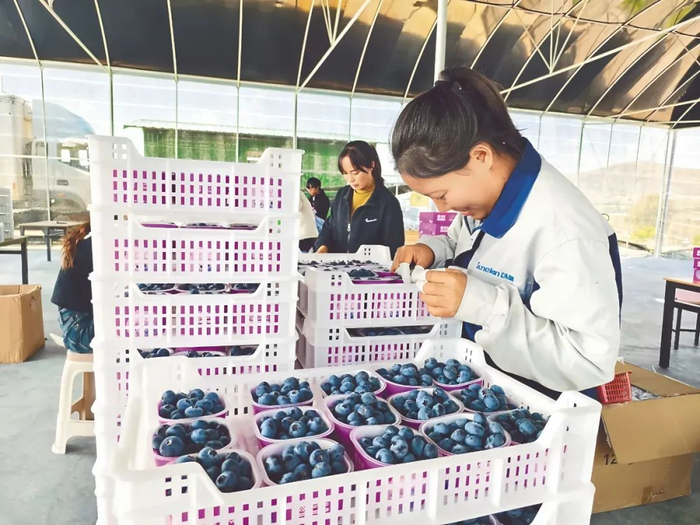 工人在进行蓝莓选果。陈华英 摄