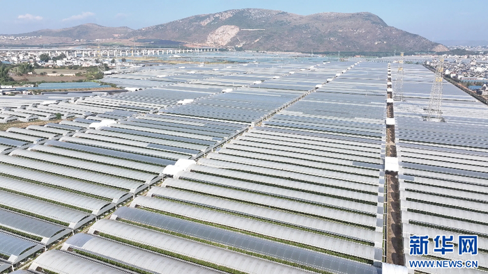 蒙自市草坝镇的蓝莓种植片区。新华网 李浩 摄