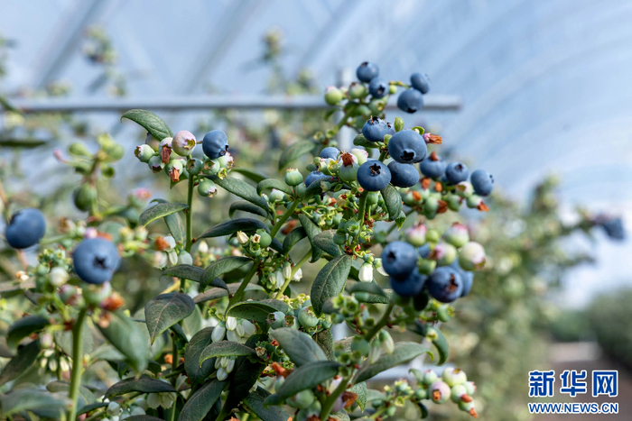 红河蓝莓。新华网 李浩 摄