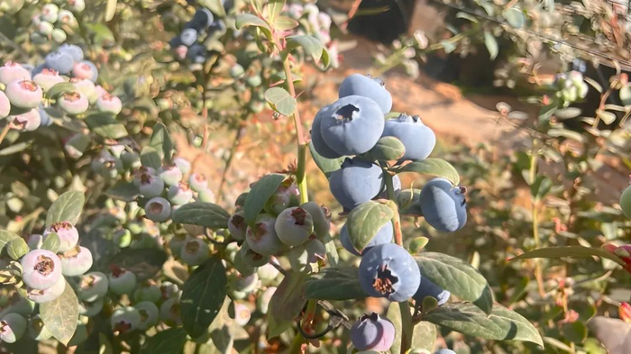 云南蓝莓。图源：云南日报