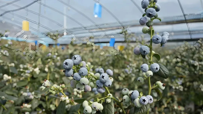 大理州漾濞县数字化蓝莓种植基地内生长的蓝莓。大理州委宣传部 供图