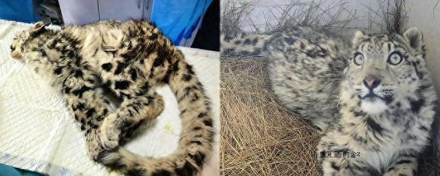 刚被救助时的“凌小蛰”和现在的“凌小蛰”。来源：视频截图。