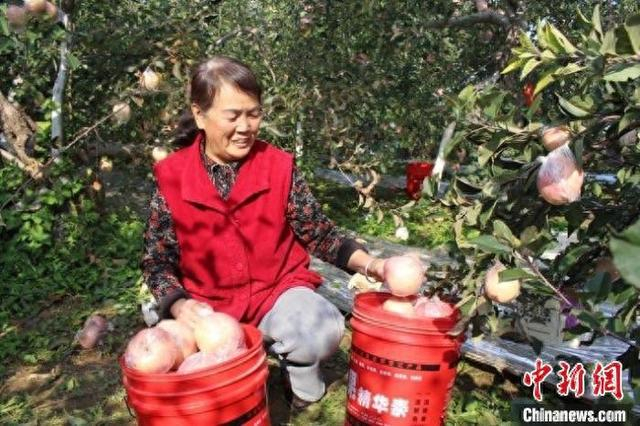 村民正在采摘苹果。 闻喜县融媒体中心供图