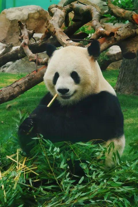 加悦悦 渝宝