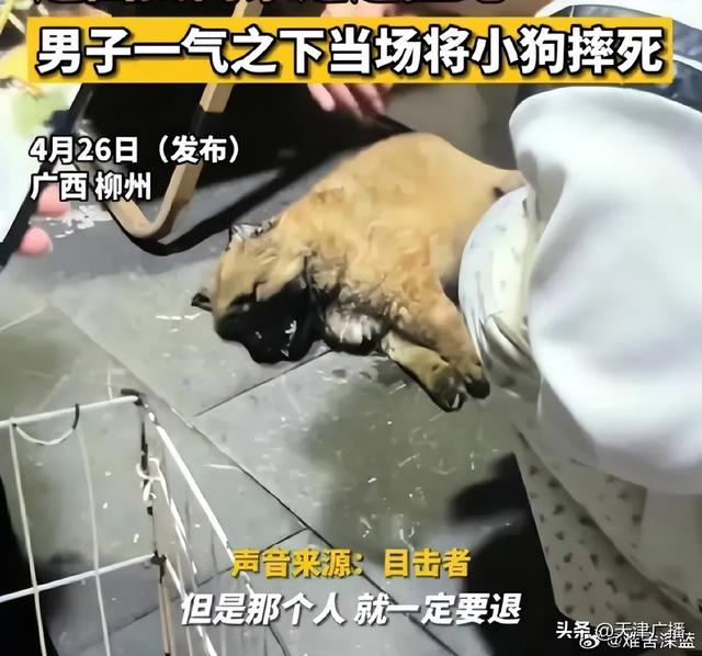 男子买狗不满意退款遭拒当场摔死狗__财经头条