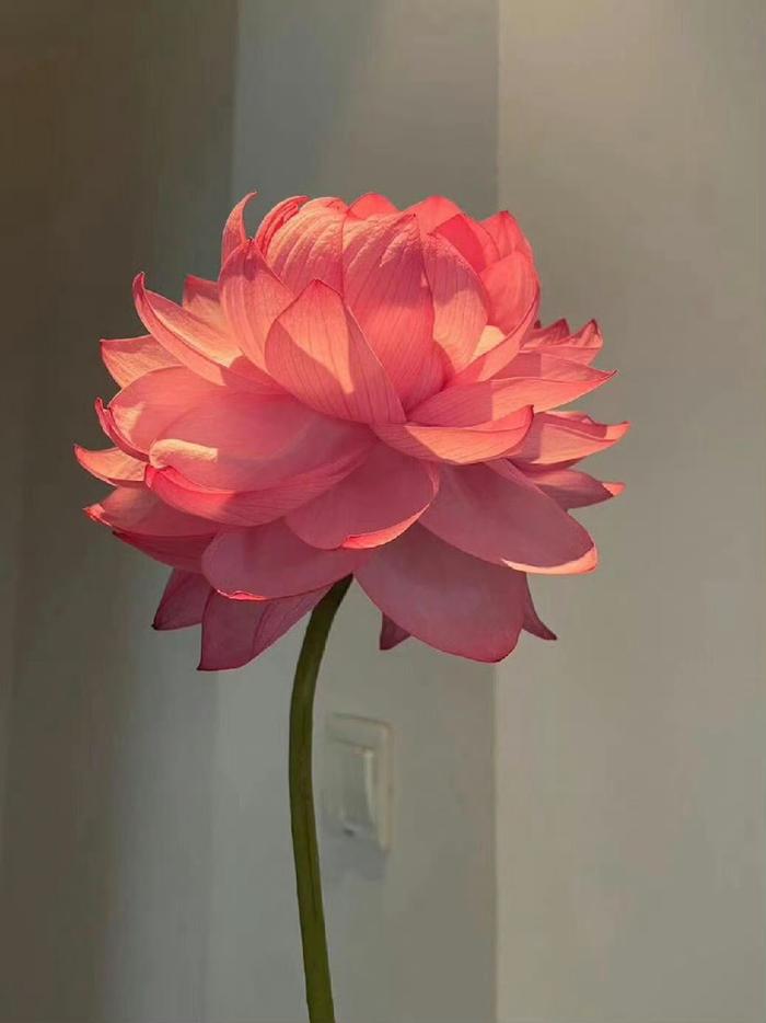 希望你接下来“好运莲莲”