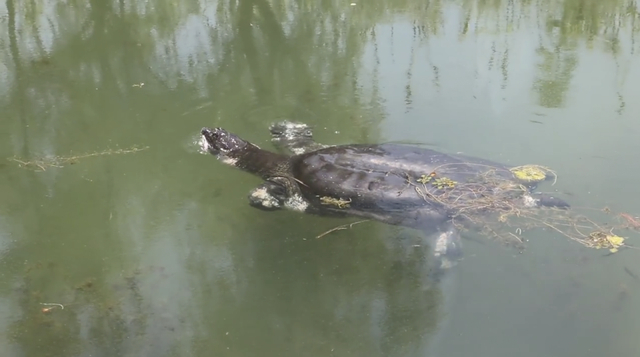 苏州上方山动物园的国内唯一一只斑鳖。受访者供图