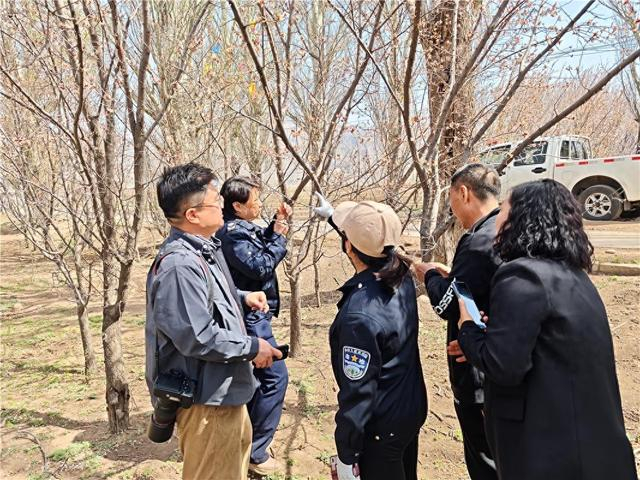 包头市林业和草原灾害防控中心技术人员到土右旗、东河区开展林业有害生物虫情监测调查工作。（资料图）