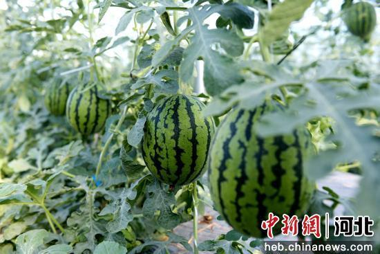 成熟的小吊瓜。 崔贤飞 摄