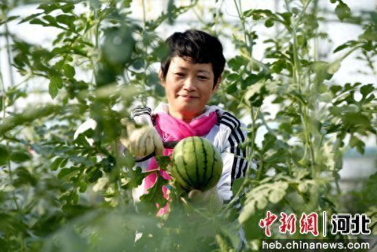 村民正在采摘西瓜。 崔贤飞 摄