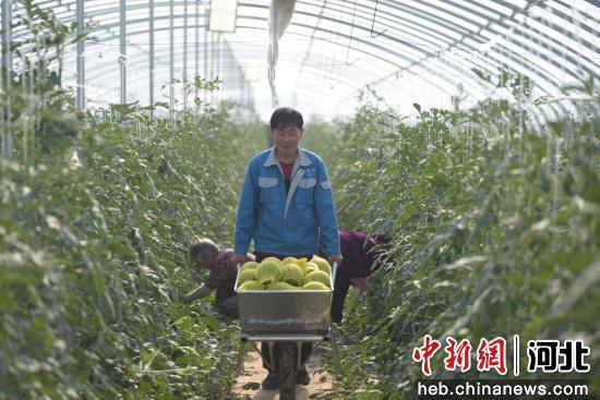村民在搬运刚摘的西瓜。 崔贤飞 摄