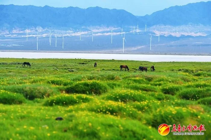 柴窝堡湖国家湿地公园，越来越多的迁徙鸟类在此停留。资料图片