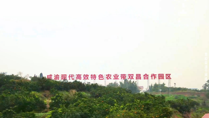 成渝现代高效特色农业带双昌合作园区。
