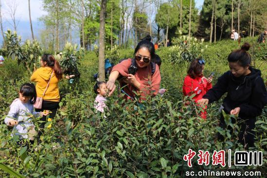 游客体验采摘乐趣。 北川县委宣传部供图