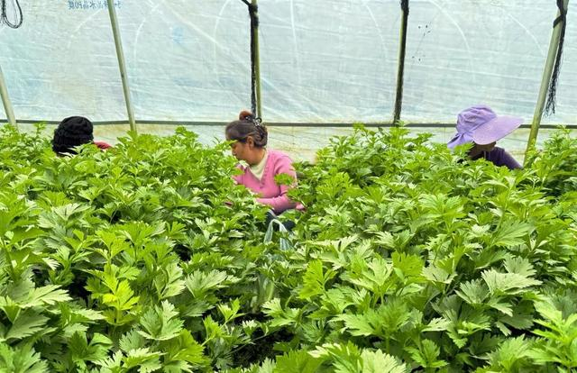 图为果农们正在采摘 刘白玉 摄