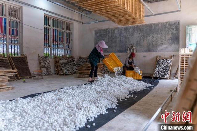 图为蚕农在采收蚕茧。梁山 摄