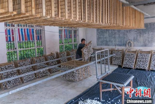 图为蚕农在采收蚕茧。梁山 摄