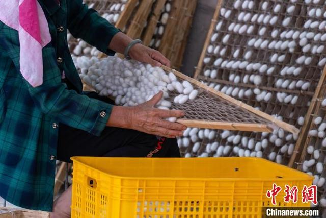 图为蚕农在采收蚕茧。梁山 摄