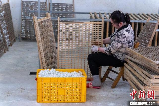 图为蚕农在采收蚕茧。梁山 摄