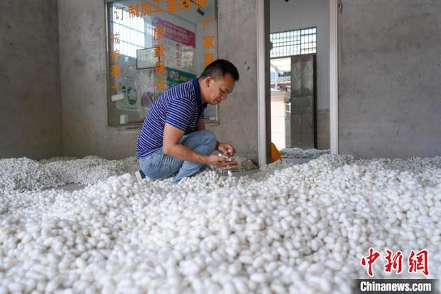 图为在广西罗城仫佬族自治县黄金镇一家蚕茧收购站，商户在检查新收购蚕茧的质量。梁山 摄