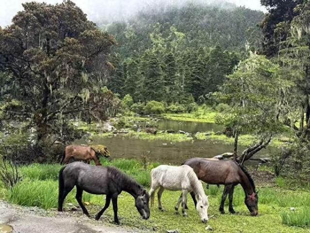 云南省迪庆州香格里拉市格咱乡浪都村，有一个隐藏在迪隆雪山的腹地密林中的无底湖。中青报·中青网记者张文凌/摄