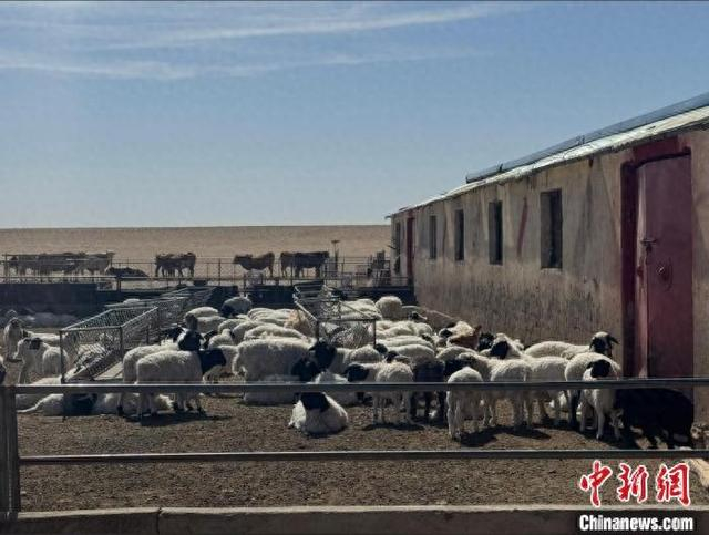 图为四子王旗当地一牧户家的羊群。奥蓝 摄