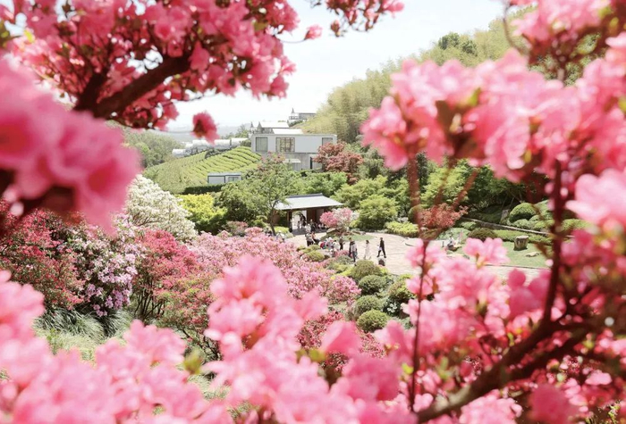 2025年4月13日，游客在浙江省湖州市德清县下渚湖奇幻谷杜鹃花海中漫步游玩