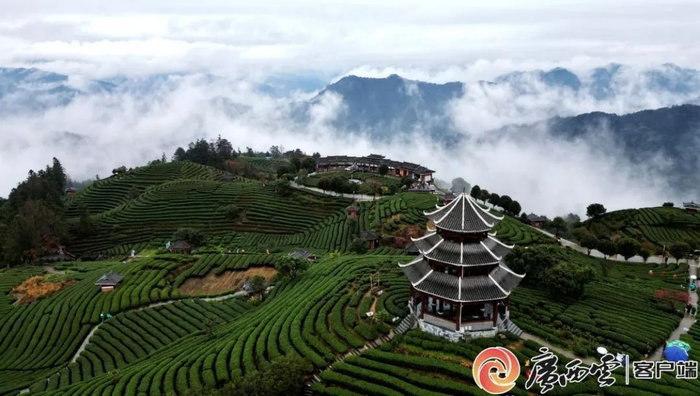 三江侗族自治县八江镇布央村仙人山茶园。通讯员 龚普康摄