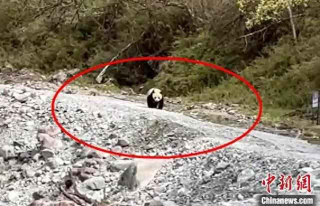 游客拍摄到的野生大熊猫。天全融媒 供图