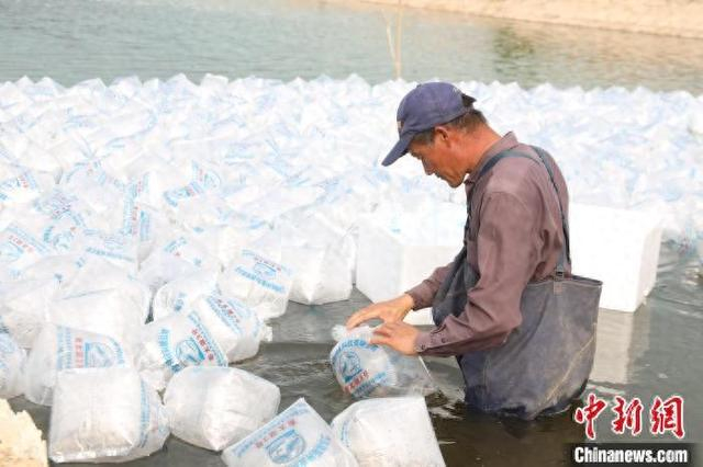 工作人员投放虾苗。 张婕 摄