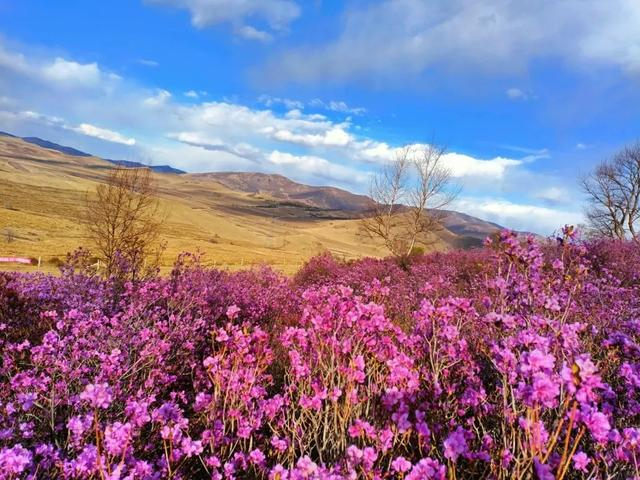 科右前旗德伯斯镇杜鹃花开怒放。