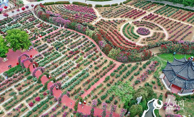 南阳中国月季园。人民网记者 王玉兴摄