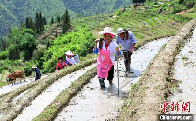 5月2日，在广西桂林市龙胜各族自治县龙脊古壮寨，村民在梯田上开展农耕劳作。潘志祥 摄