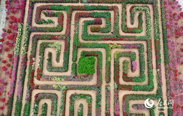 南阳中国月季园。人民网记者 王玉兴摄