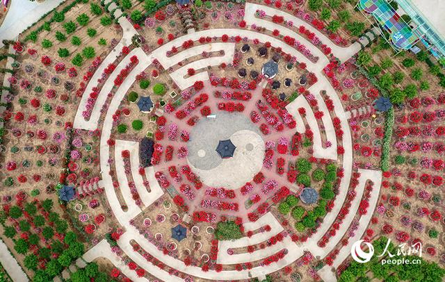 南阳中国月季园。人民网记者 王玉兴摄