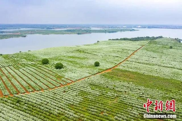 樟树市义成镇黄栀子基地。樟树市委宣传部供图