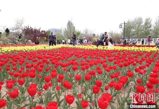 5月2日，宁夏银川市兴庆区海宝公园的郁金香竞相绽放，吸引众多游客前来观赏“打卡”。中新社记者 于晶 摄 