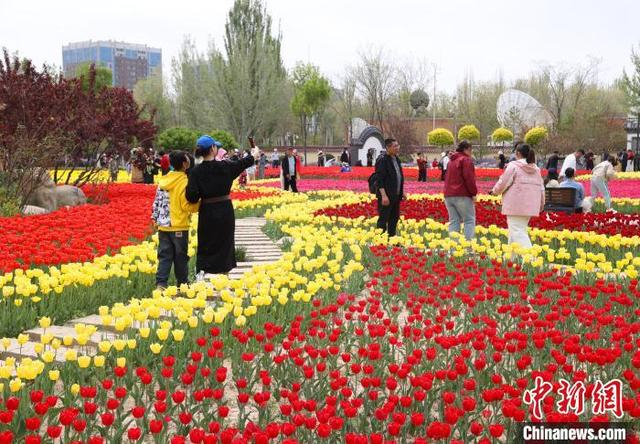 5月2日，宁夏银川市兴庆区海宝公园的郁金香竞相绽放，吸引众多游客前来观赏“打卡”。中新社记者 于晶 摄 