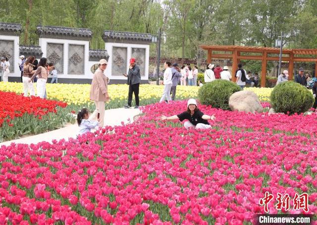 5月2日，宁夏银川市兴庆区海宝公园的郁金香竞相绽放，吸引众多游客前来观赏“打卡”。中新社记者 于晶 摄 