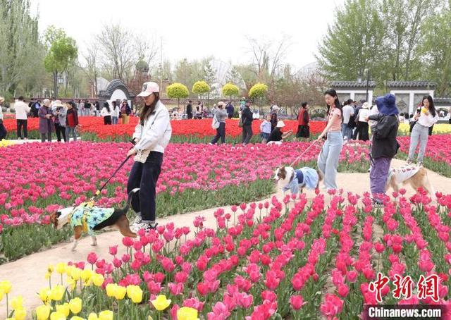 5月2日，宁夏银川市兴庆区海宝公园的郁金香竞相绽放，吸引众多游客前来观赏“打卡”。中新社记者 于晶 摄 