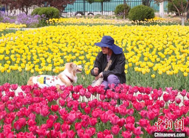 5月2日，宁夏银川市兴庆区海宝公园的郁金香竞相绽放，吸引众多游客前来观赏“打卡”。中新社记者 于晶 摄 