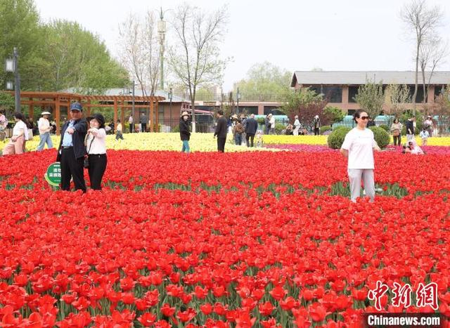 5月2日，宁夏银川市兴庆区海宝公园的郁金香竞相绽放，吸引众多游客前来观赏“打卡”。中新社记者 于晶 摄 