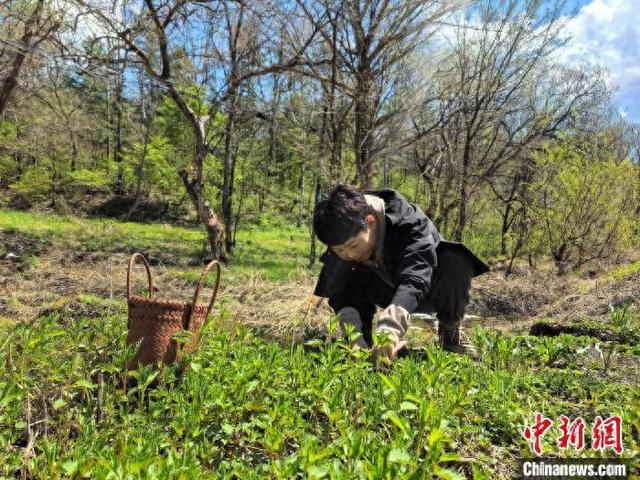 5月2日，李琪羽正在挖山野菜。 苍雁 摄